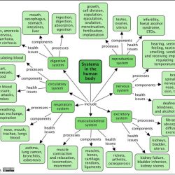 Body systems concept map answers