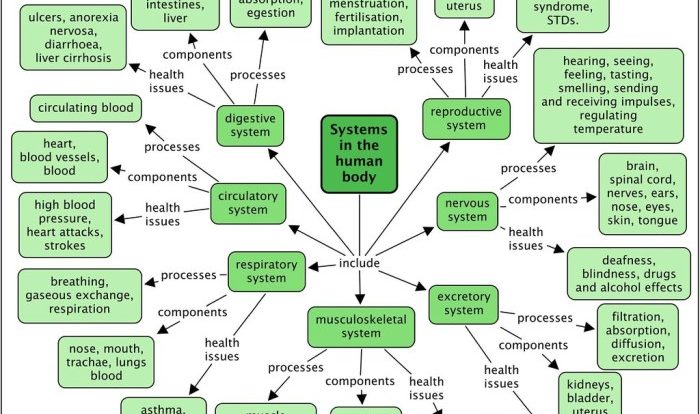 Body systems concept map answers