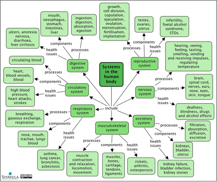 Body systems concept map answers