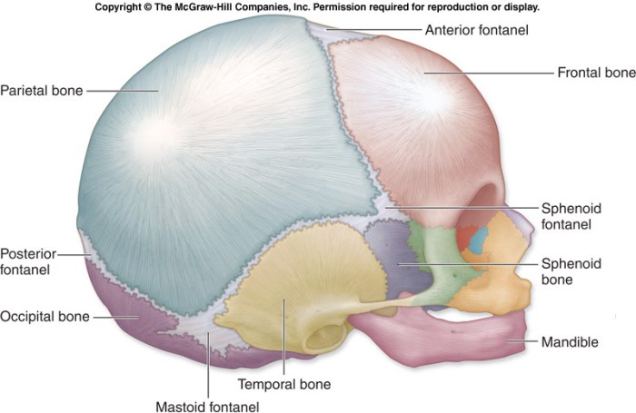 Cranium regions neurocranium cranial virtual anthropology mandible