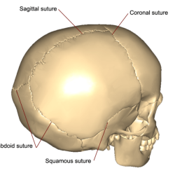 Sutures of the skull quiz