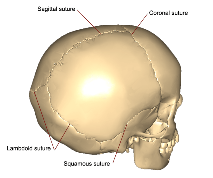 Sutures of the skull quiz