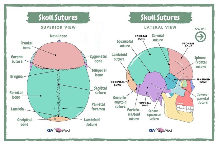 Sutures of the skull quiz