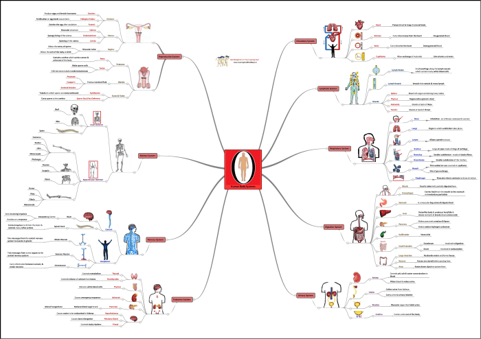 Body systems concept map answers