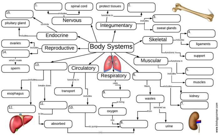 Body systems concept map answers