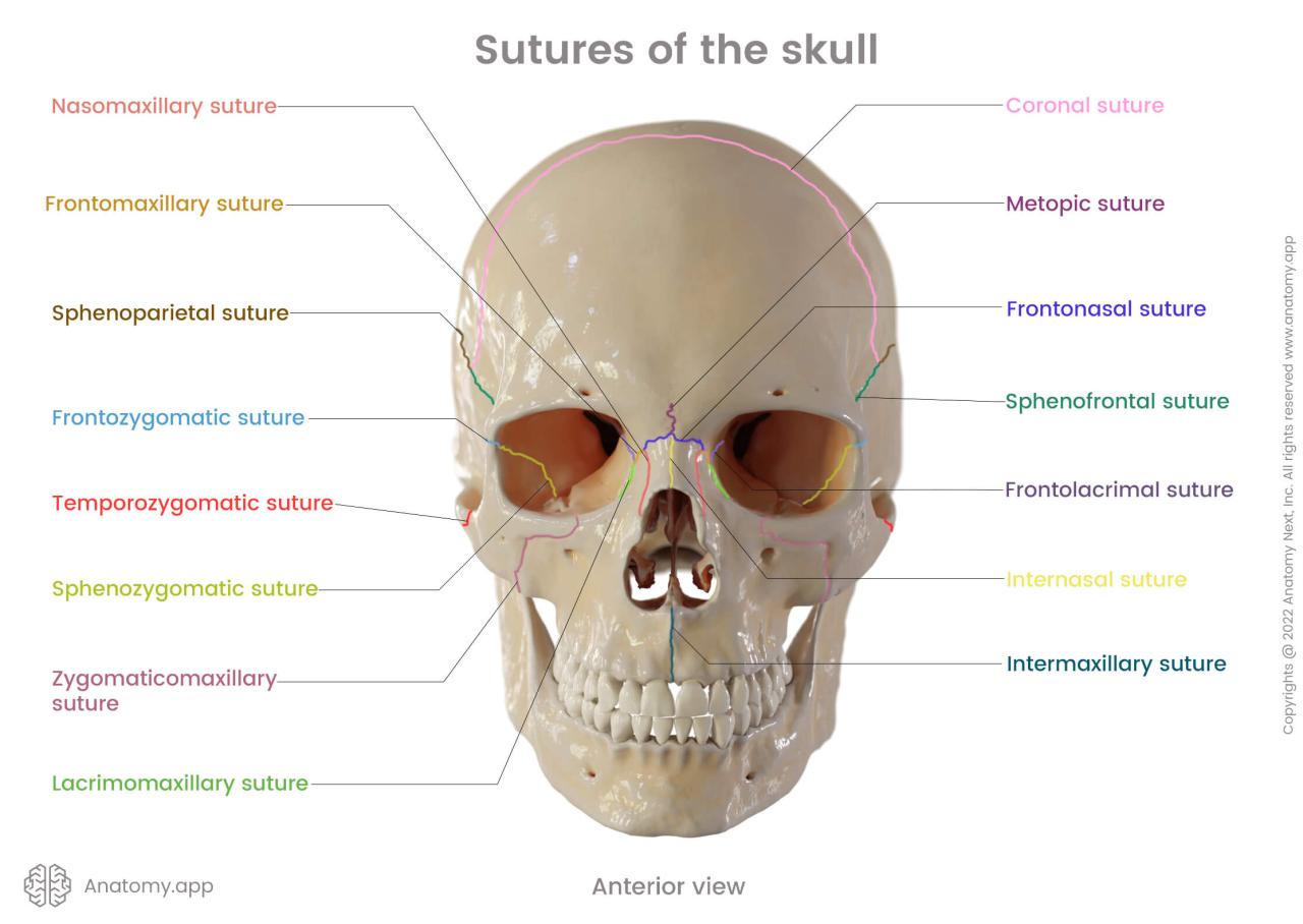 Skull sutures major head fontanelles bones sagittal coronal cranial structure fig teachmeanatomy calvarium module info