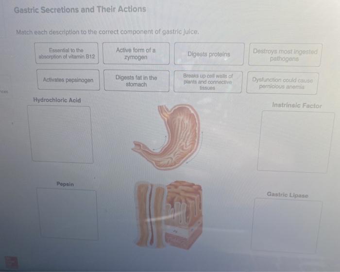 Match each description to the correct component of gastric juice