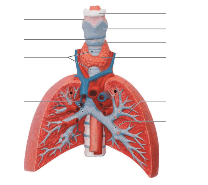 Exercise 29 review sheet anatomy of the urinary system